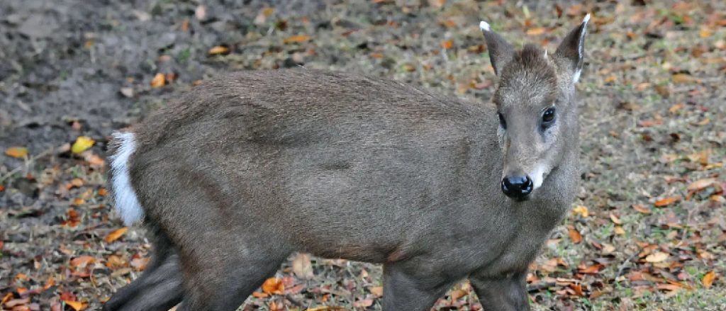 How to Make a Deer Tail