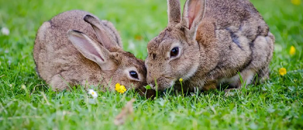 How to Repair Lawn Damaged by Rabbits