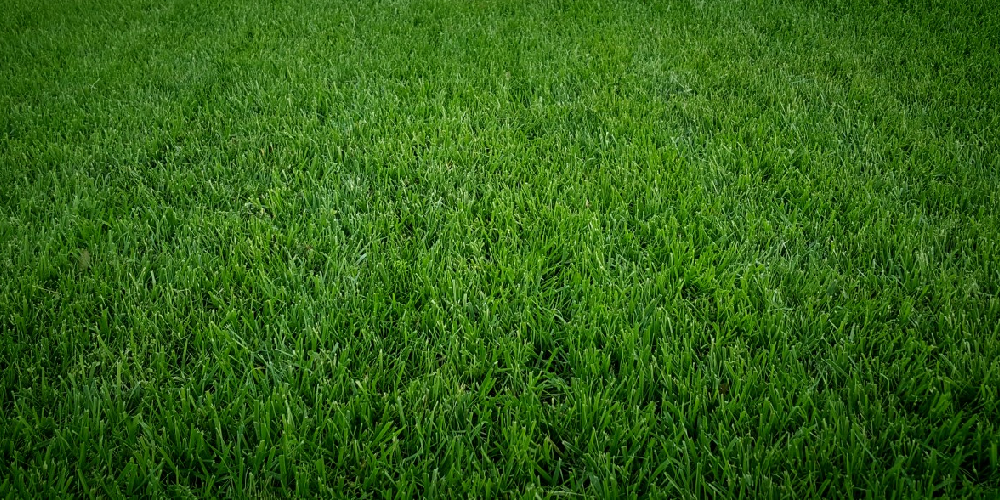 how to deweed a lawn