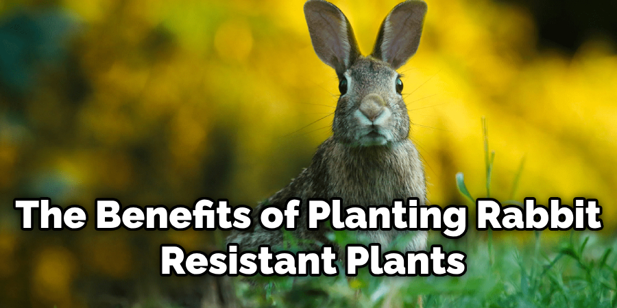 How to Repair Lawn Damaged by Rabbits